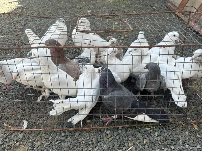 حمام للبيع 8