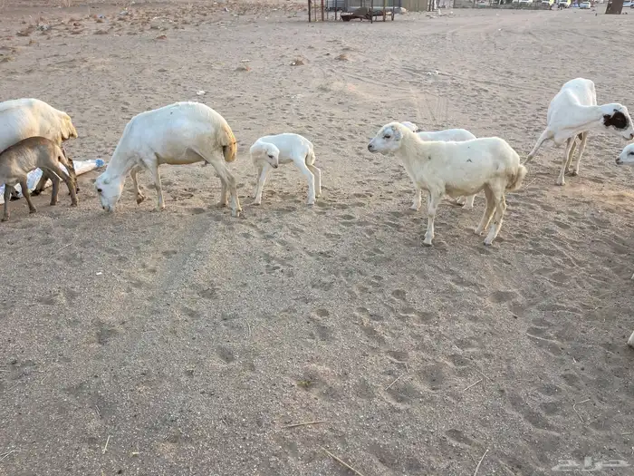 غنم رفيدية خلفات 14