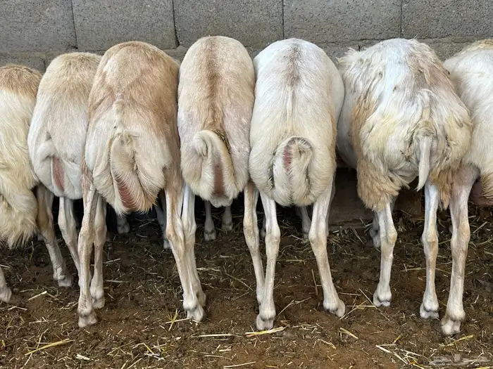 تيوس وبرابر مرابي 87