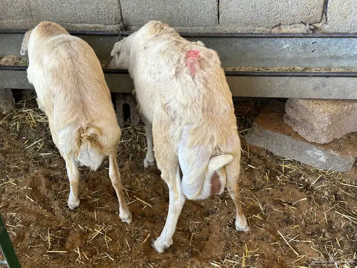 تيوس وبرابر مرابي 93