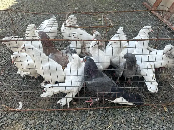 حمام للبيع 4