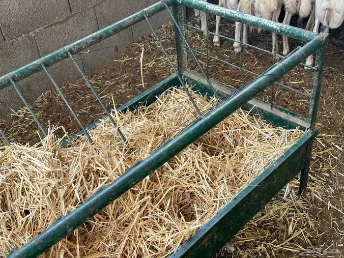 برابر ورفيديات وتيوس مرابي طب وتخير 22