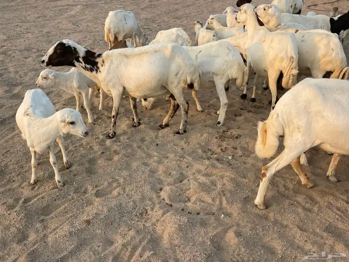 غنم رفيدية خلفات 6