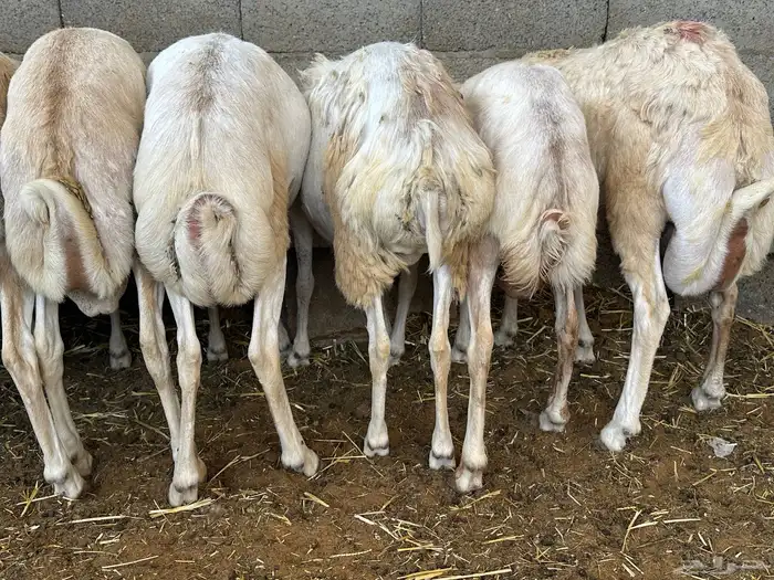 برابر ورفيديات وتيوس مرابي طب وتخير 26