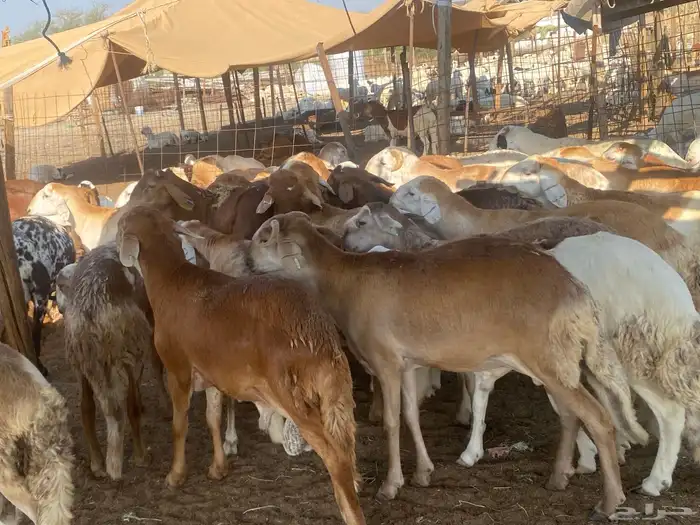 طليان مناسبات وزن عالي 6