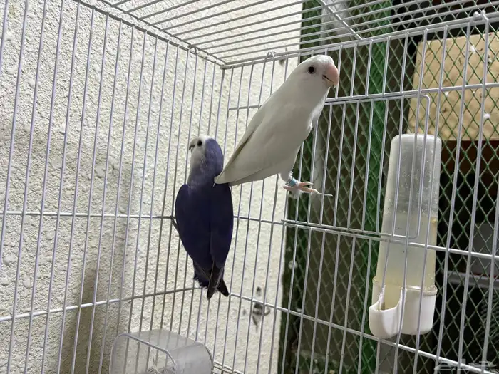 زوج روز منتج 0