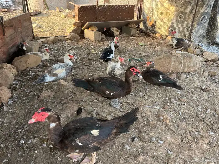 بط بلدي 1