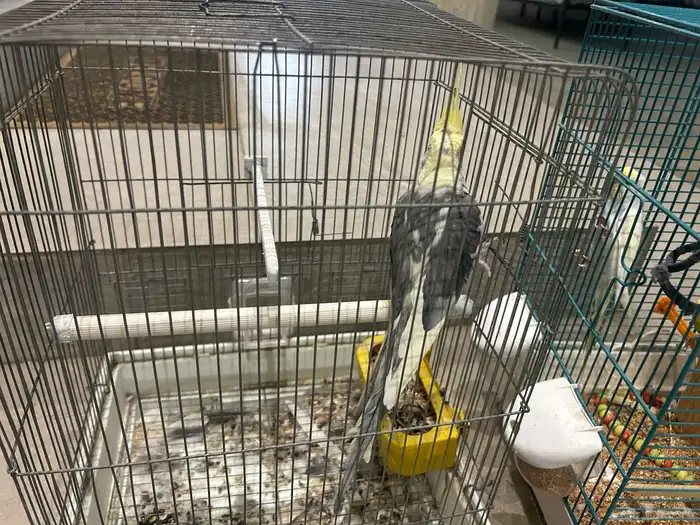 طيور للبيع زوج باجي وذكر كروان ذكر يغرد تغريد جميل 1