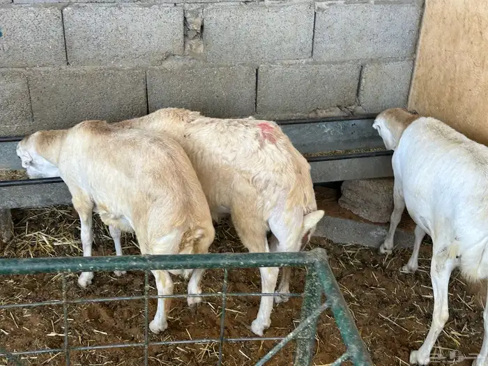 تيوس وبرابر مرابي 95