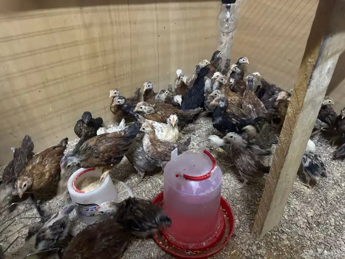 دجاج 1