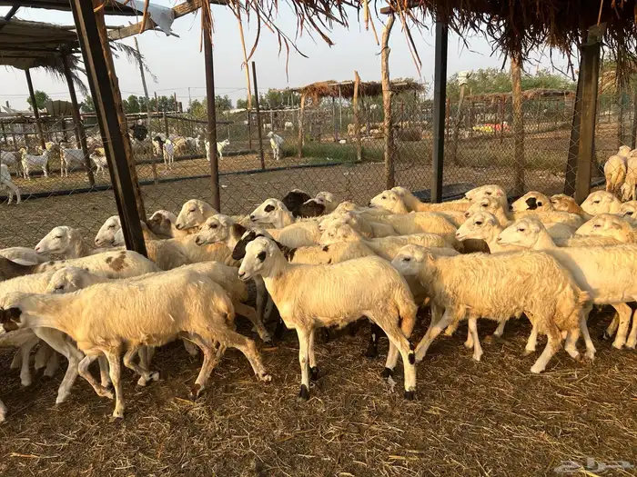 رخال رفيدي بلدي 1