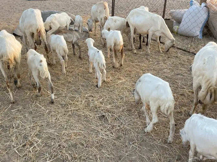 غنم رفيدية خلفات 21