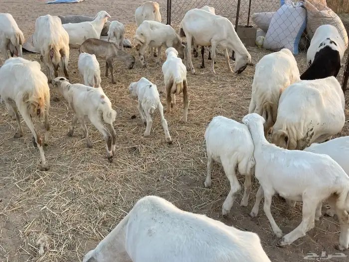 غنم رفيدية خلفات 24