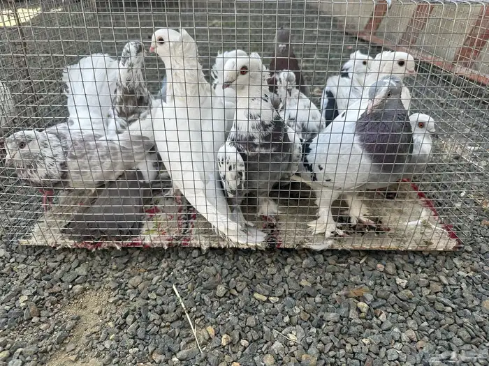 حمام للبيع 5