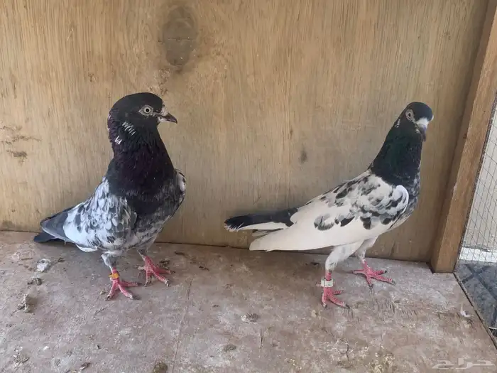 جوز باكستاني تيدي 0