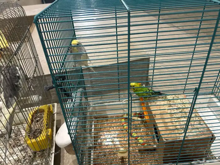 طيور للبيع زوج باجي وذكر كروان ذكر يغرد تغريد جميل 2