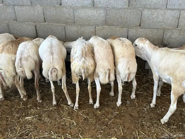 برابر ورفيديات وتيوس مرابي طب وتخير 12
