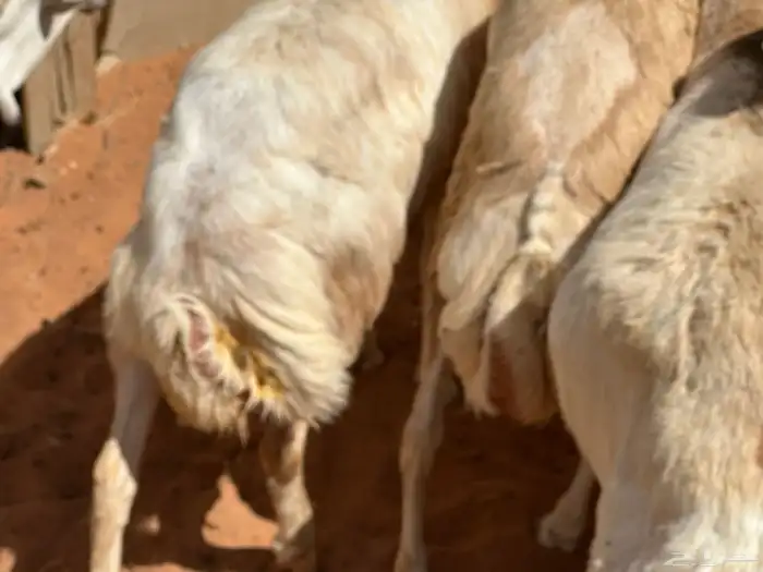 تيوس وبرابر مرابي 99