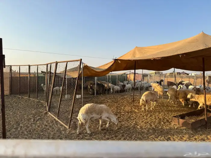 غنم حري 6