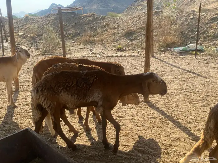 طليان مناسبات وزن عالي 8