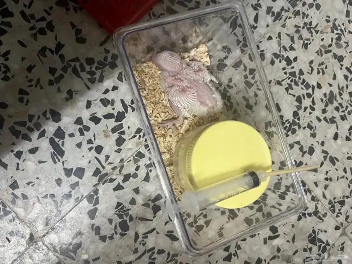 فرخ روز البينو 2