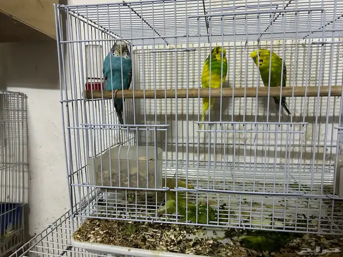 سلام عليكم جوز بادجي وذكر 1