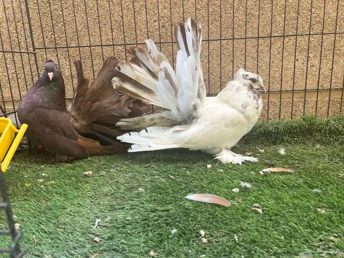 زوج رقاص أمريكي مستوى فخم 1