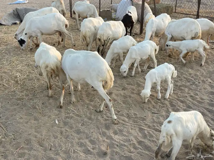 غنم رفيدية خلفات 23