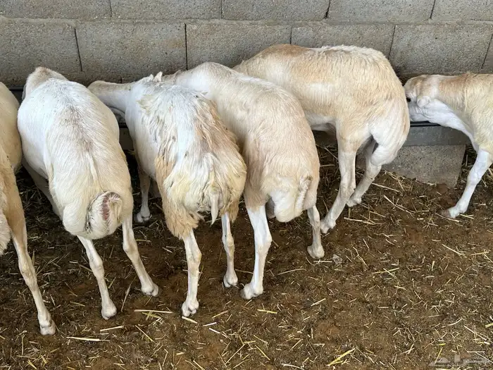 تيوس وبرابر مرابي 96