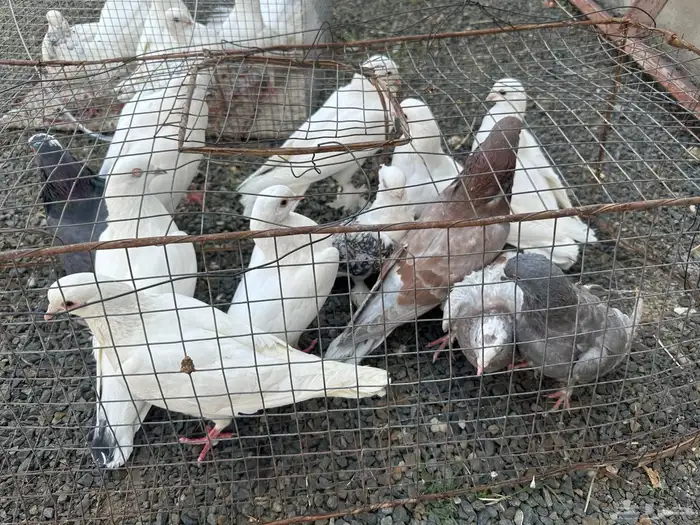 حمام للبيع 2