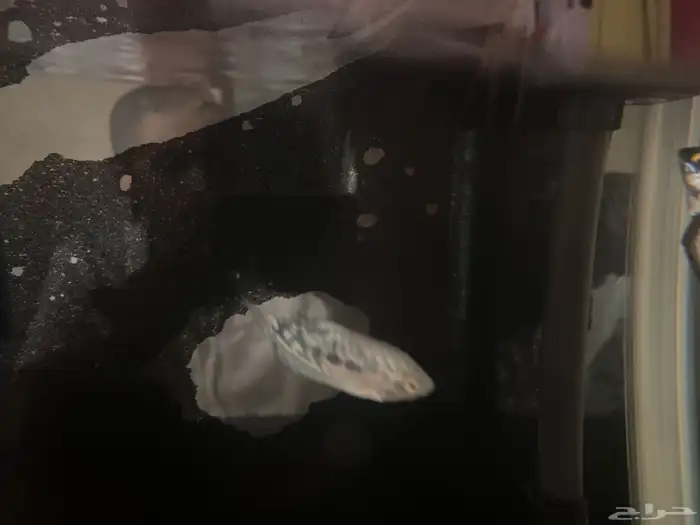 سمك زينه جورامي 2