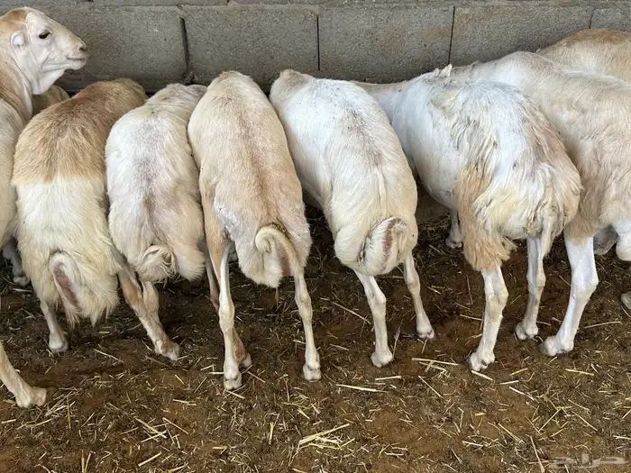 تيوس وبرابر مرابي 97