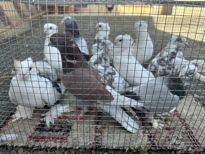 حمام للبيع 7