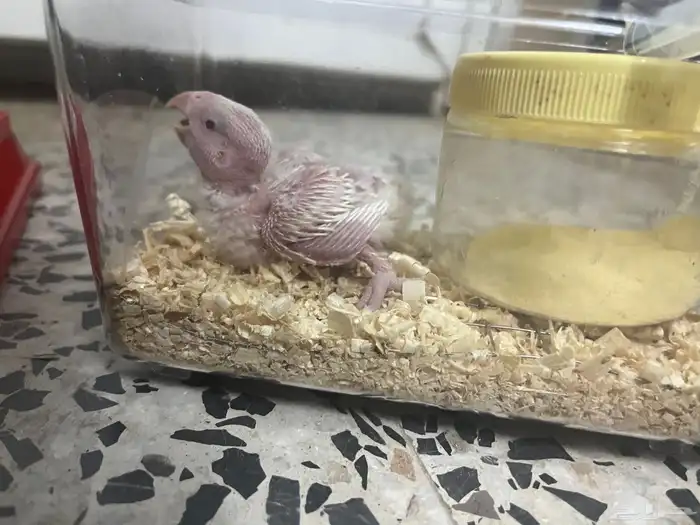 فرخ روز البينو 1