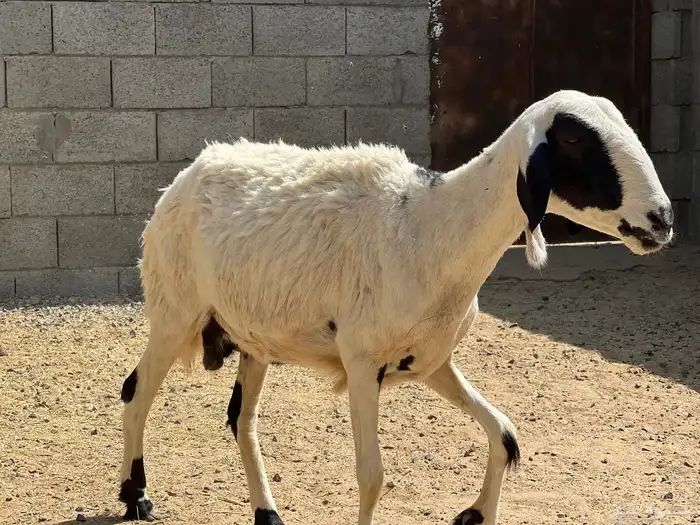 نعجة حرشا دافع 2