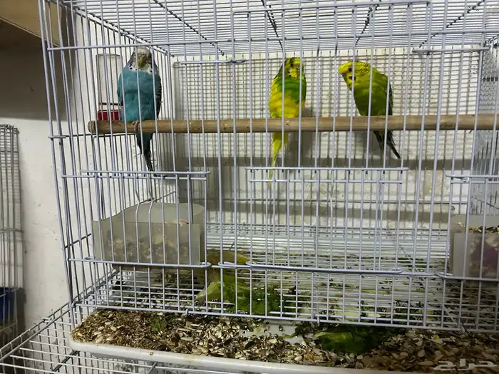 سلام عليكم جوز بادجي وذكر 3