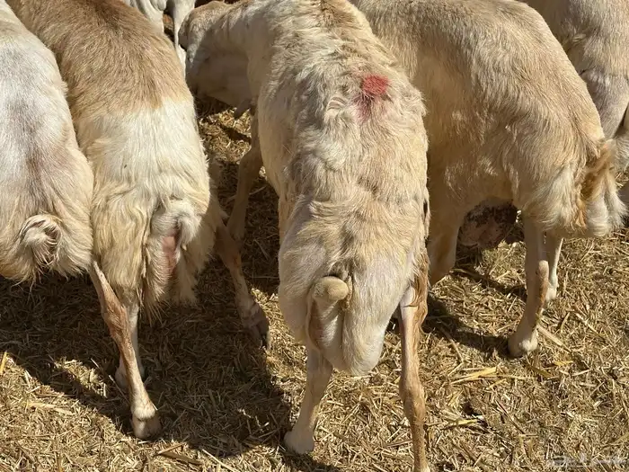 برابر ورفيديات وتيوس مرابي طب وتخير 14