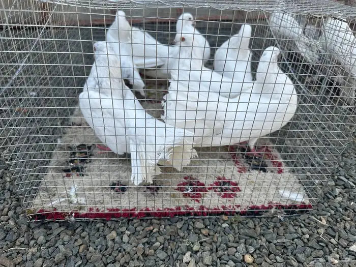 حمام للبيع 1