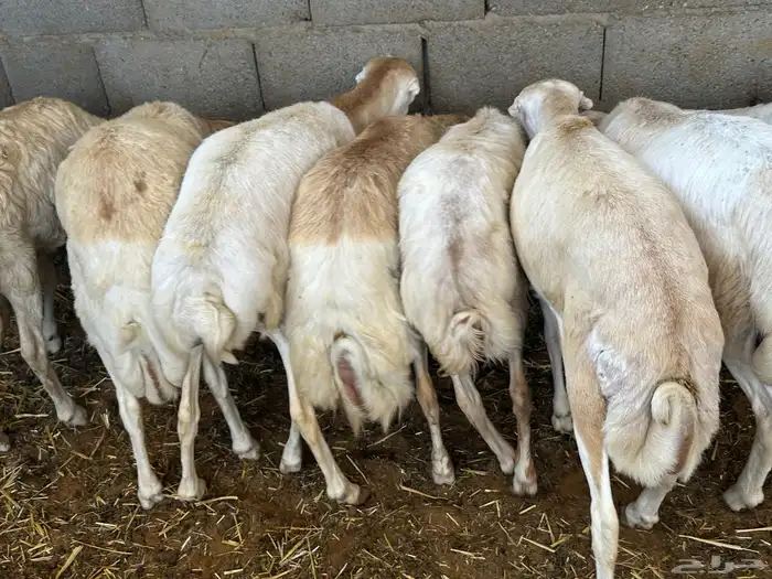 تيوس وبرابر مرابي 98