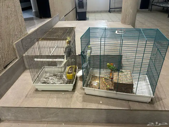 طيور للبيع زوج باجي وذكر كروان ذكر يغرد تغريد جميل 0