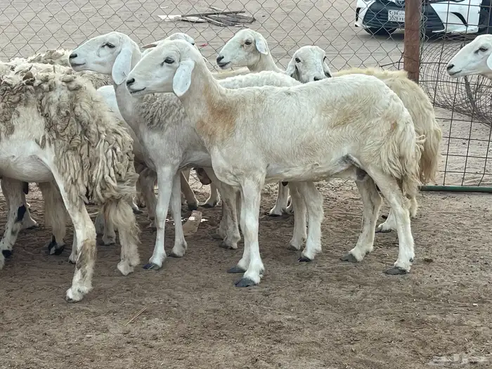 20 غنم حريات دفيع غنم طيبات بالحيل ماشاءالله تم البيع 2