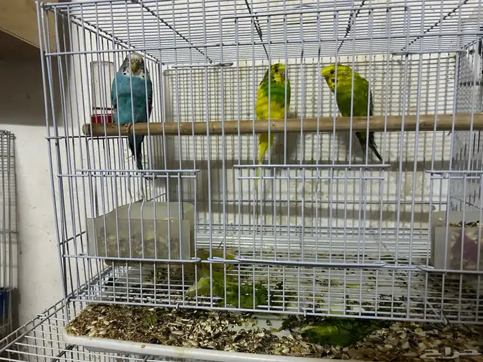 سلام عليكم جوز بادجي وذكر 4