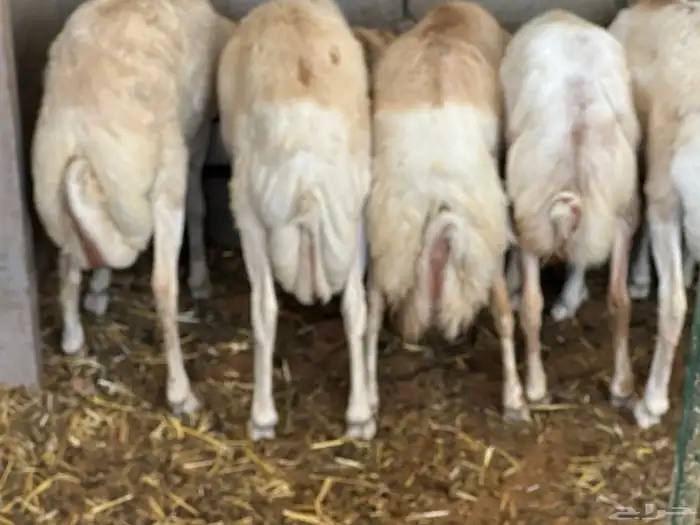 تيوس وبرابر مرابي 90