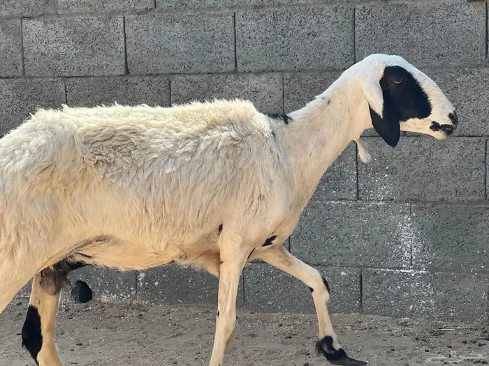 نعجة حرشا دافع 1