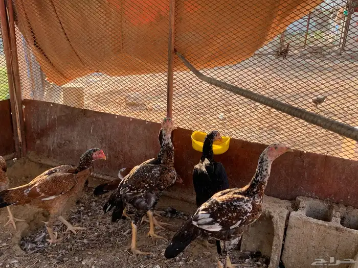 دجاج سندي 10