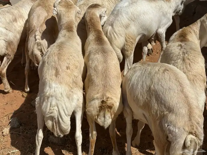 برابر ورفيديات وتيوس مرابي طب وتخير 43