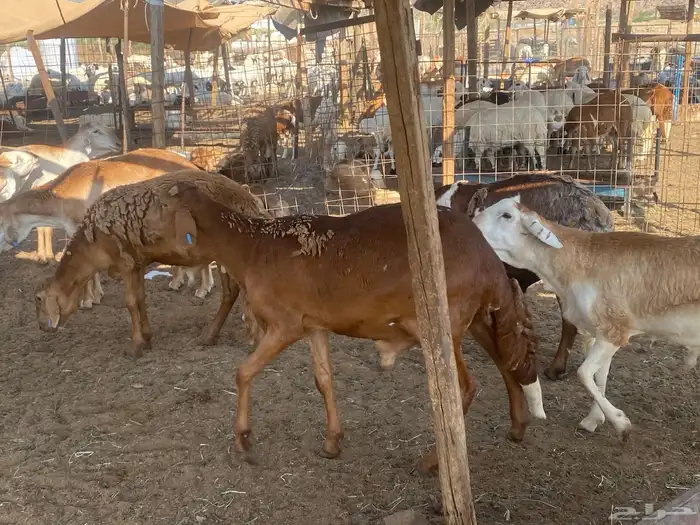 طليان مناسبات وزن عالي 3