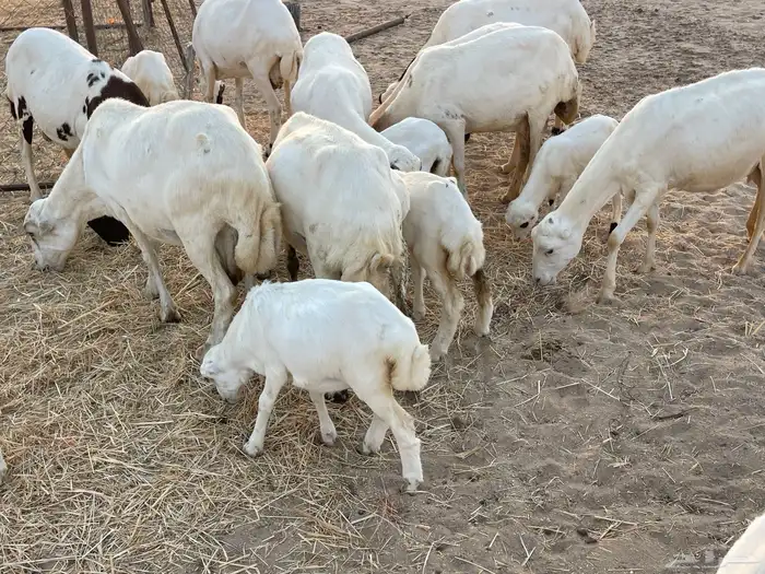 غنم رفيدية خلفات 20