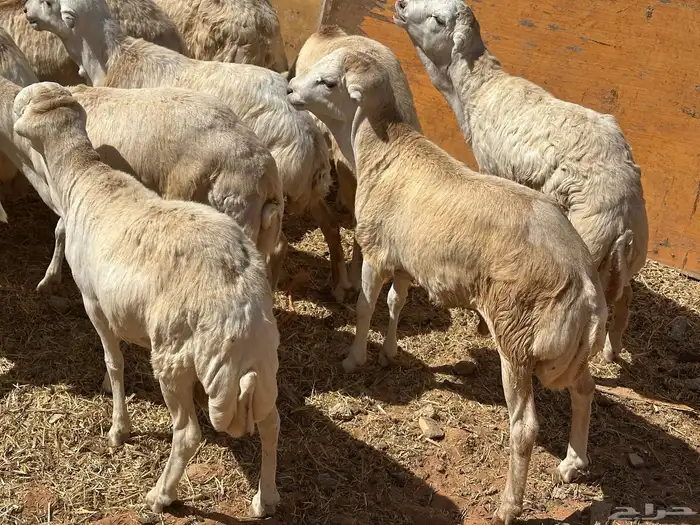 برابر ورفيديات وتيوس مرابي طب وتخير 49
