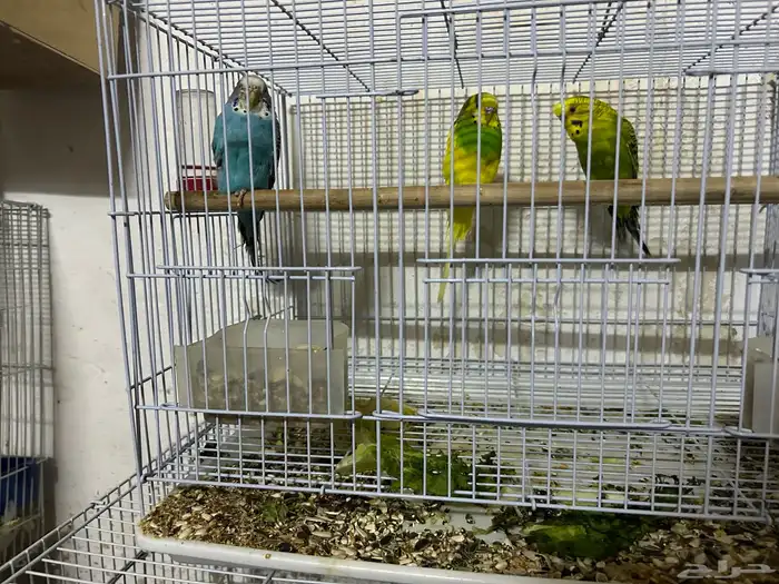 سلام عليكم جوز بادجي وذكر 2